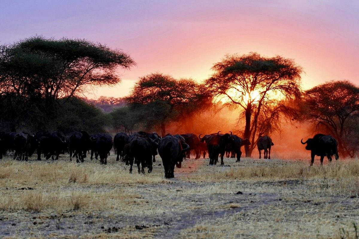 A herd of buffalo moving across a floodplain at sunset, silhouetted acacias behind them