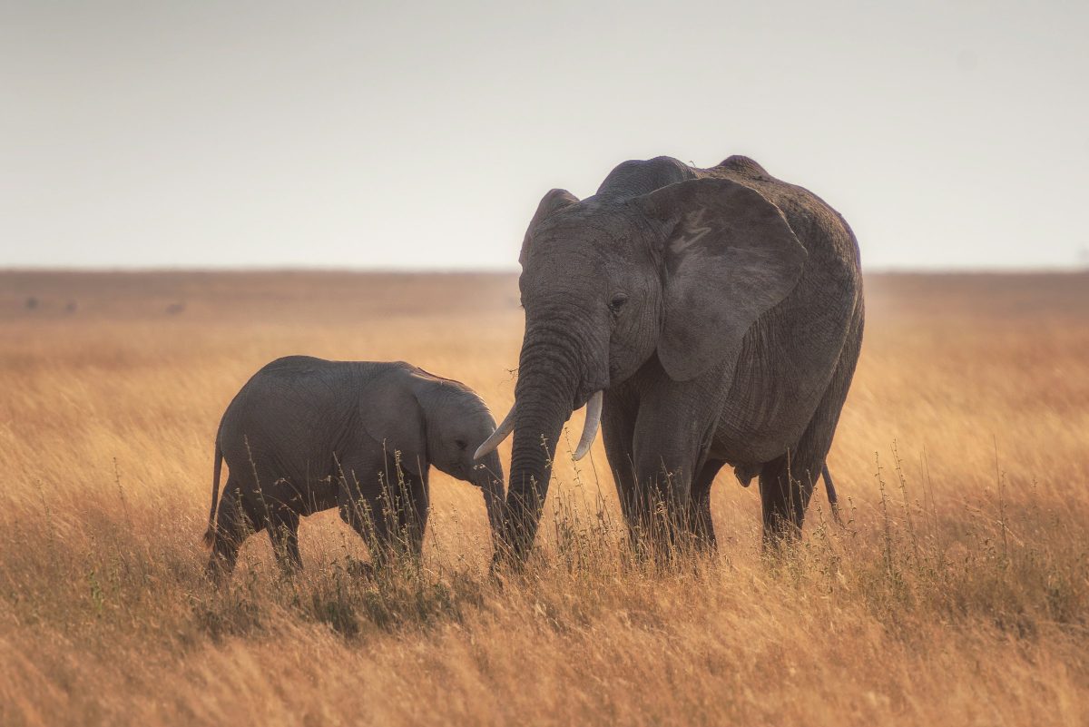 An adult elephant and a calf feeding on dry golden grass in warm light