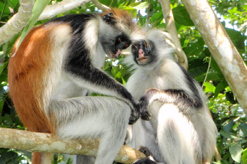 Two Zanzibar red colobus monkeys grooming each other on a branch in Jozani Forest