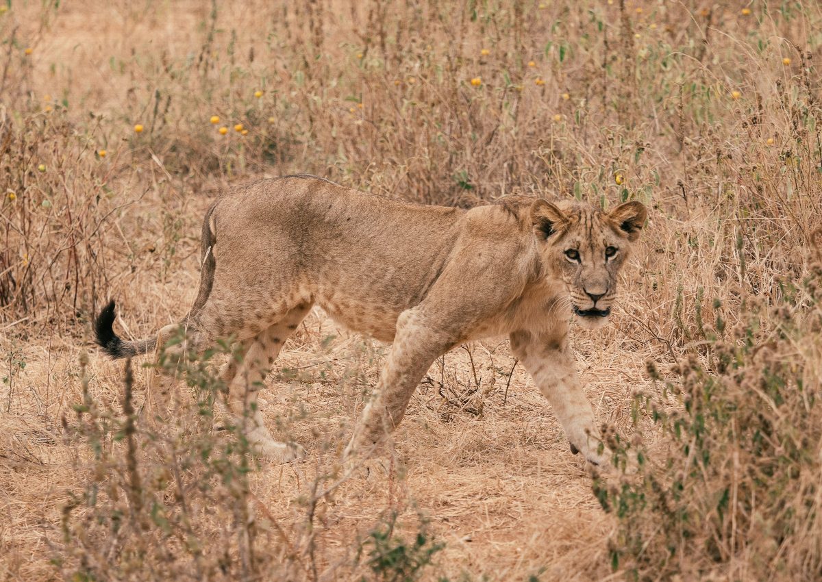 A lioness walking through dry grass, looking directly at the camera